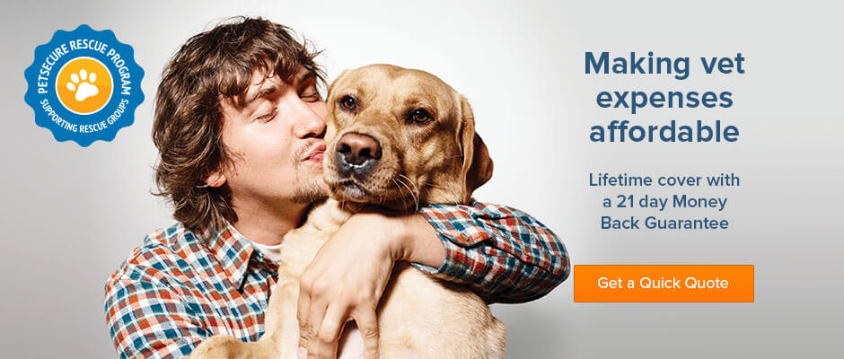 5-Star Insurance Companies for Pet Insurance in Australia